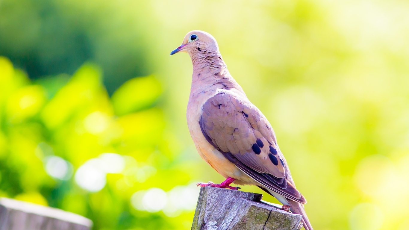 Красивый голубь сидит на пне