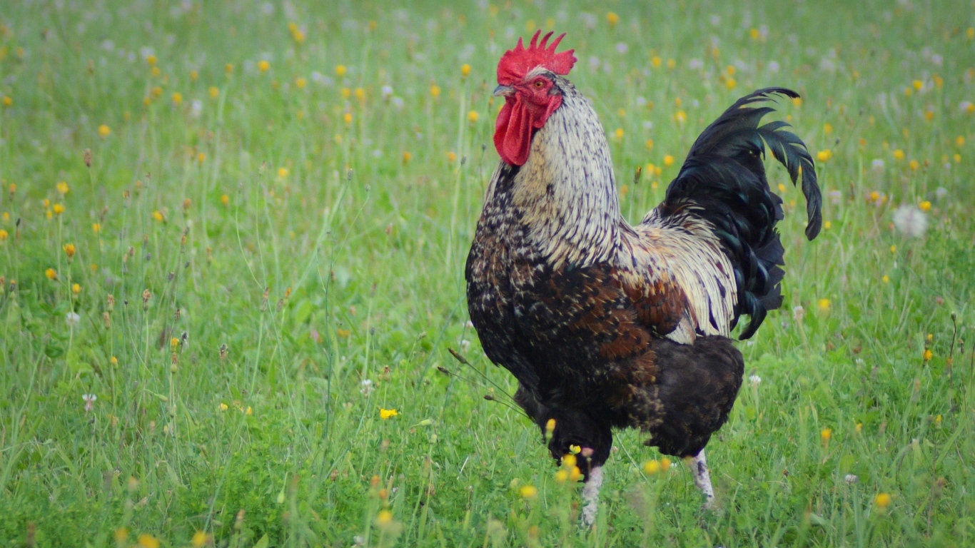 Большой петух стоит на зеленой траве