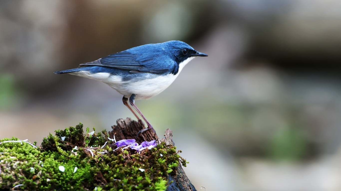 Птица сидит на покрытом мхом пне