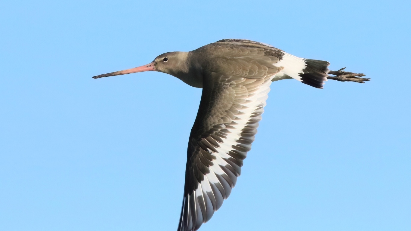 Птица с  острым клювом летит в небе
