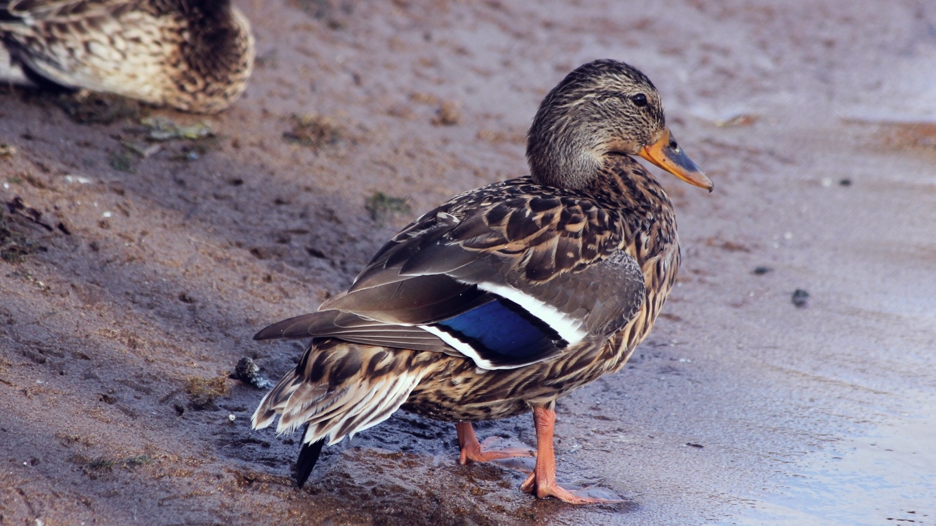 Серая утка стоит на песке у воды