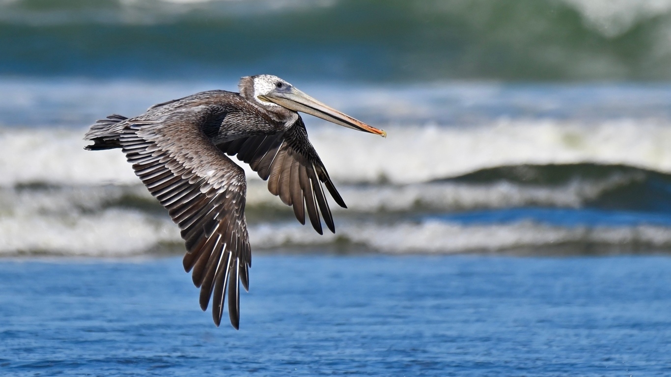 Большой коричневый пеликан летит над водой