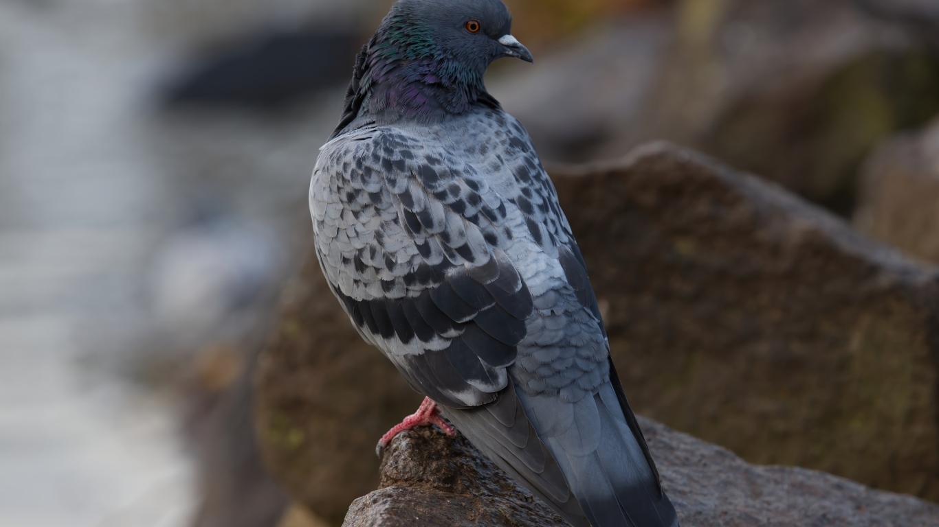 Большой серый голубь сидит на мокром камне