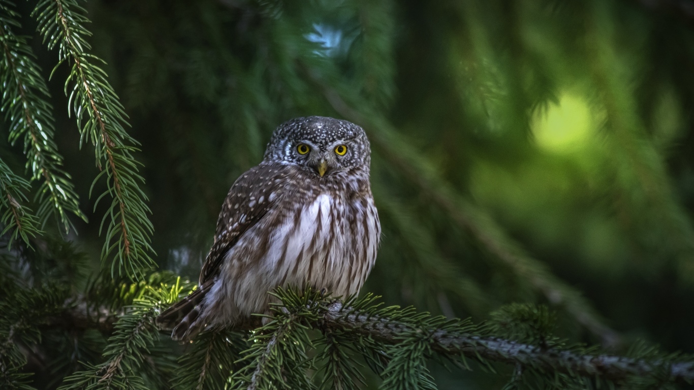 Большая сова сидит на ветке ели