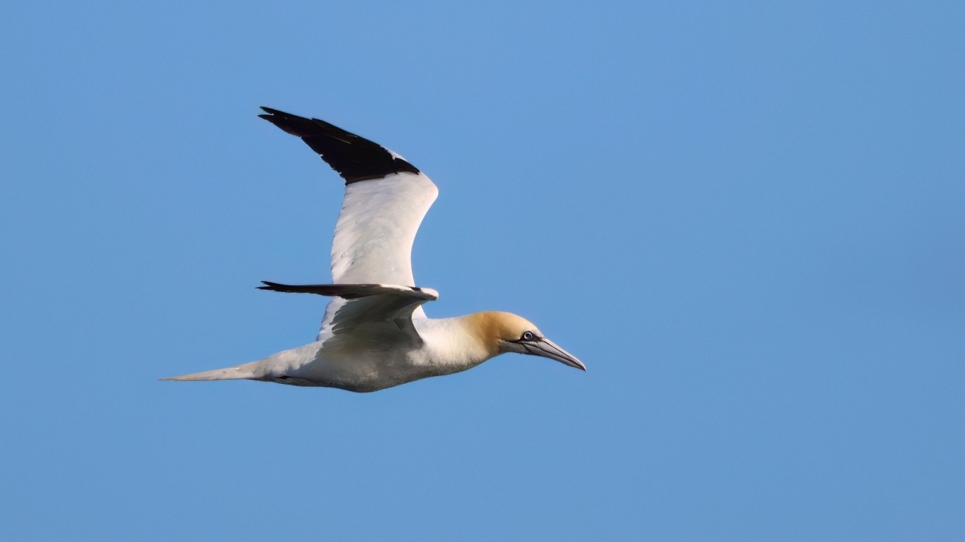 Большая чайка летит в голубом небе