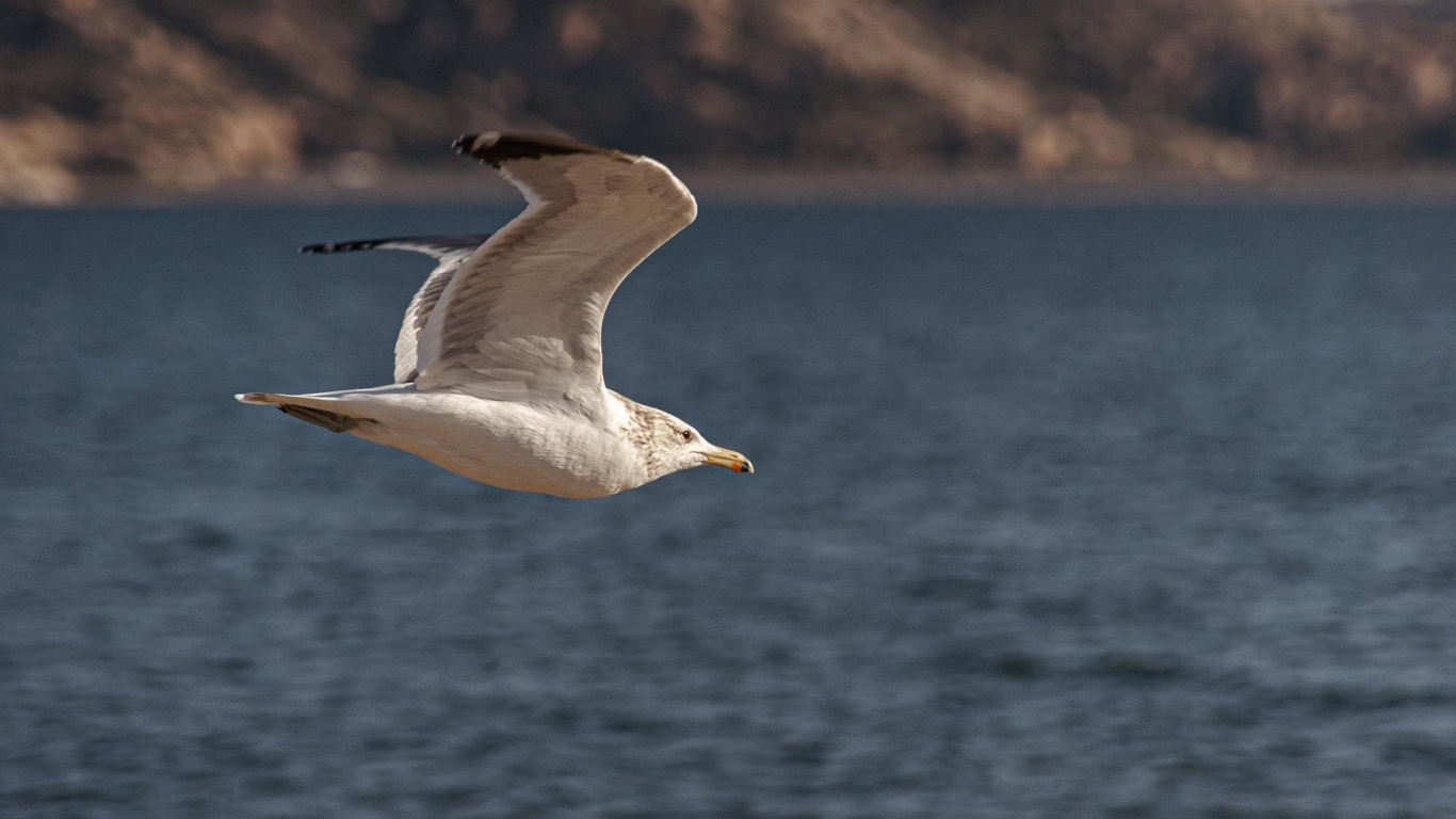 Большая белая чайка летит над морем