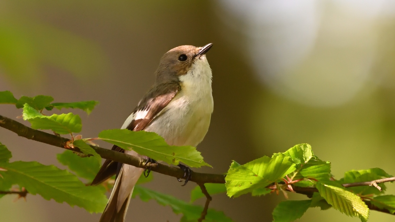 Маленькая птичка сидит на ветке с зелеными листьями