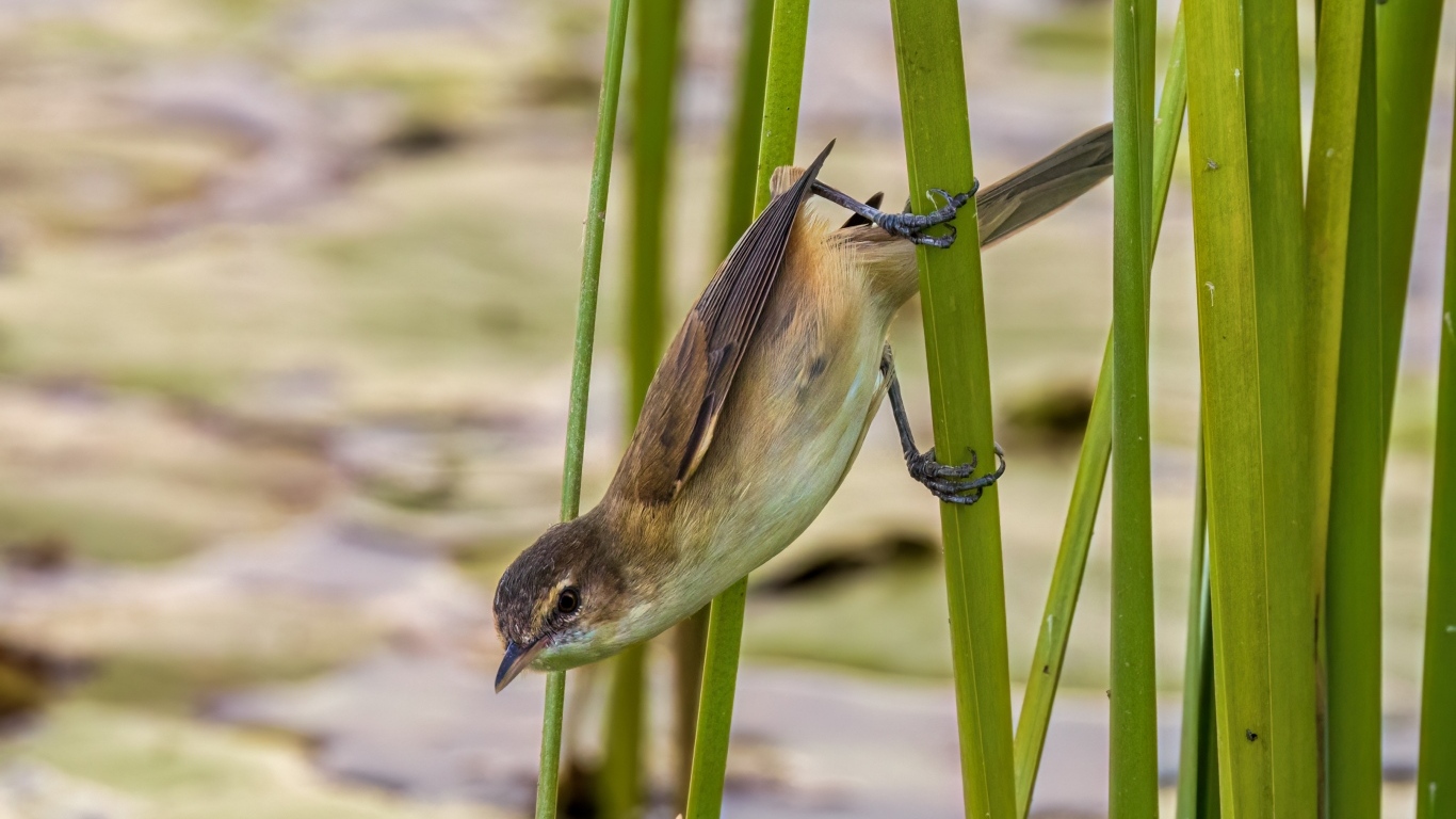 Маленькая птица иволга висит на зеленых камышах