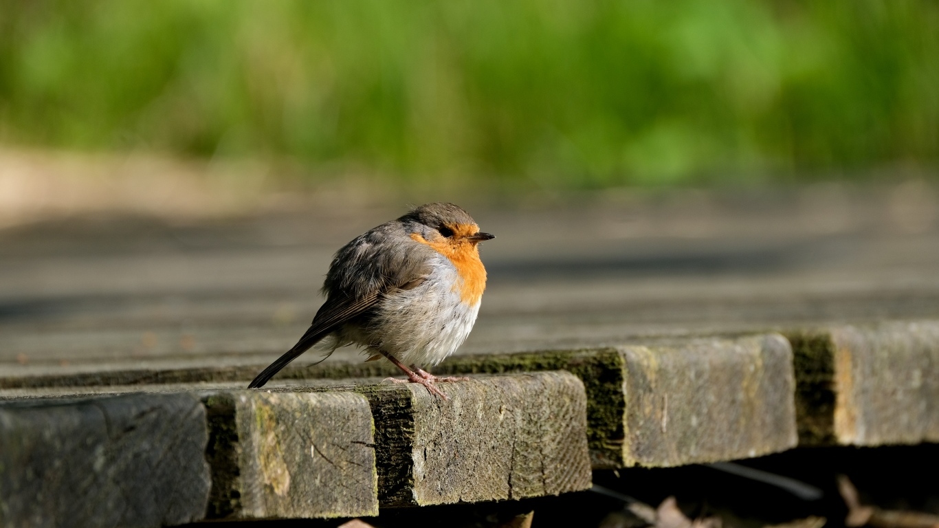 Маленькая нахохлившаяся птица сидит на мосту