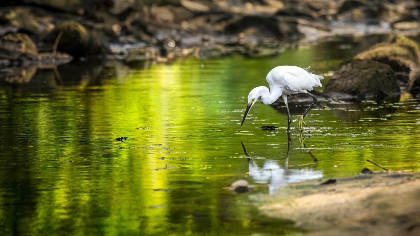 Белая цапля с острым клювом охотится в пруду