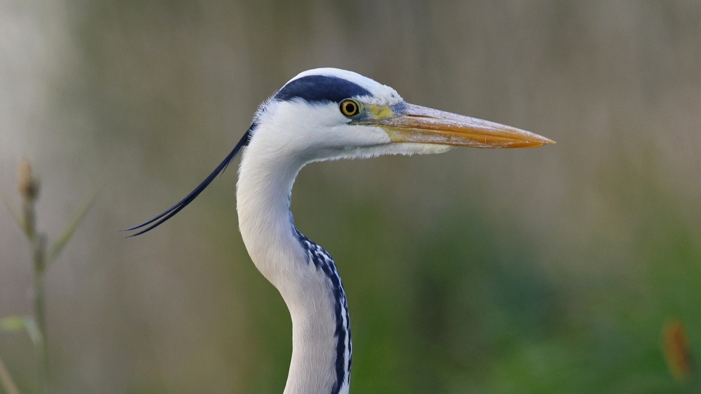 Красивая цапля с острым клювом