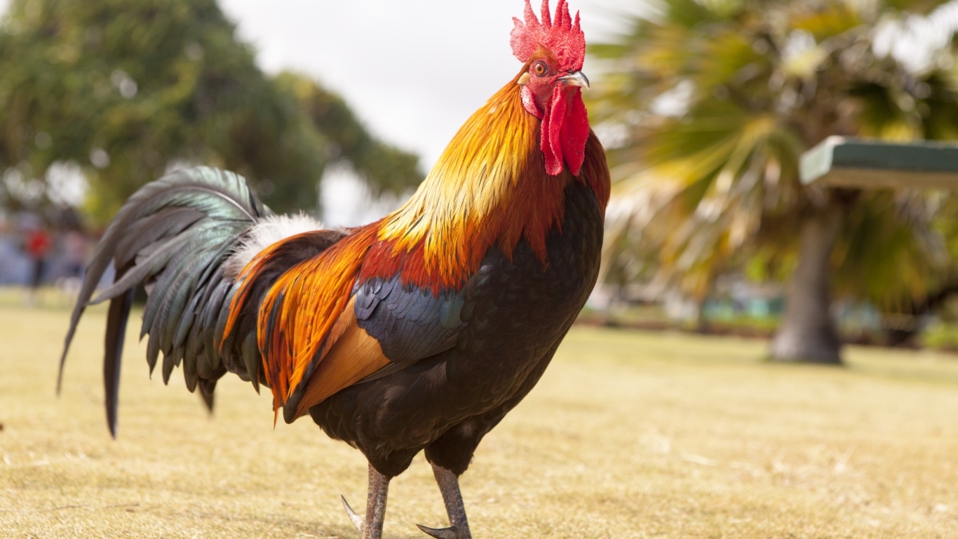 Большой красивый домашний петух