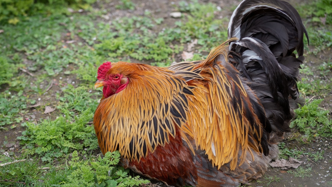 Большой красивый домашний петух