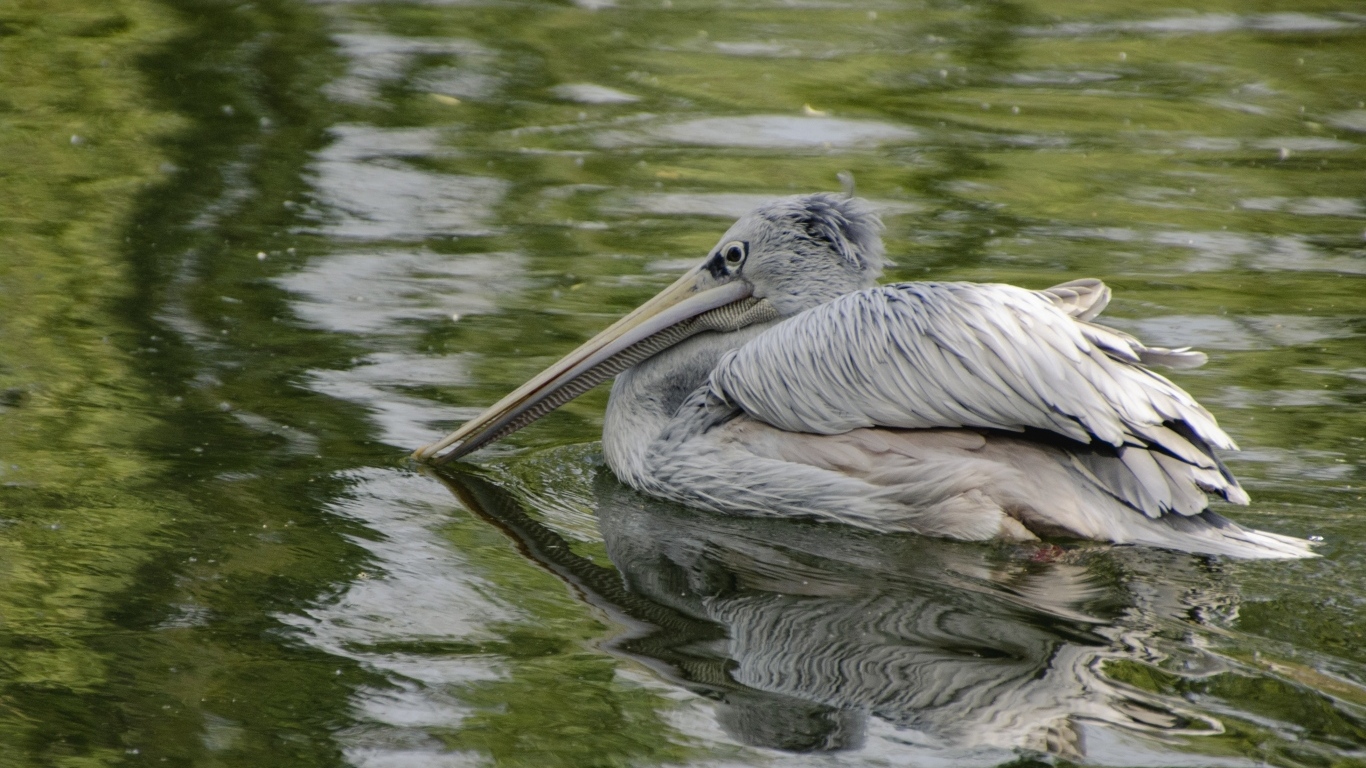 Большой серый пеликан в воде