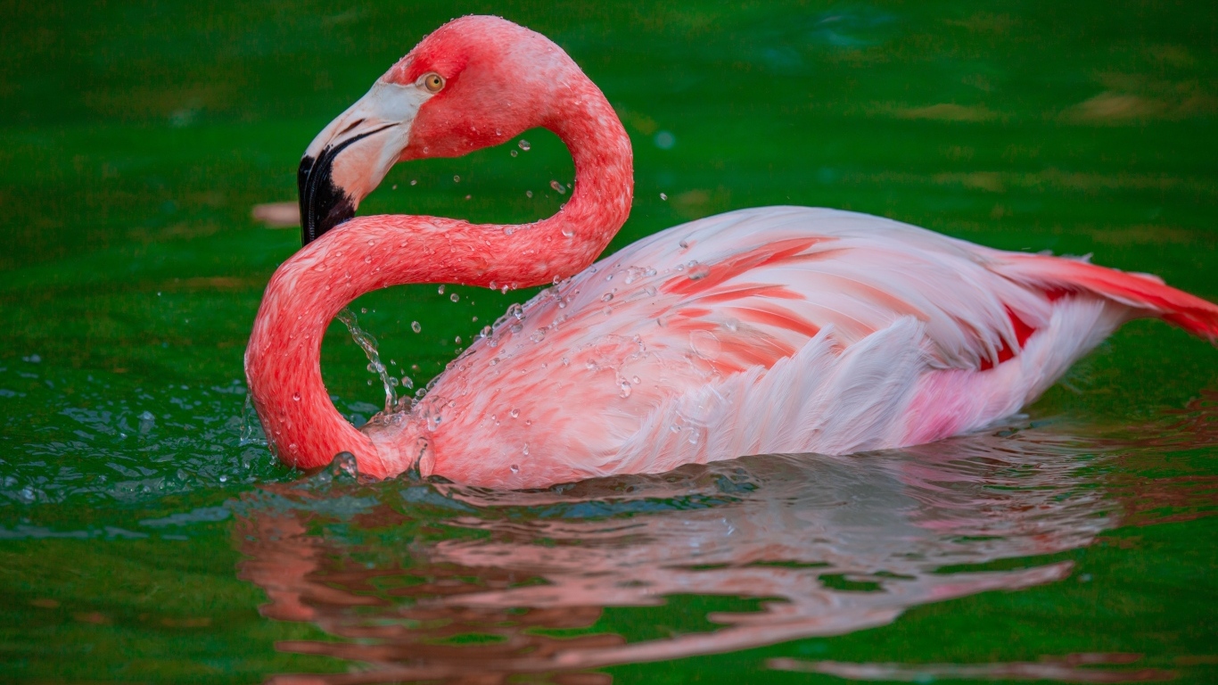 Большой розовый фламинго плавает в воде 