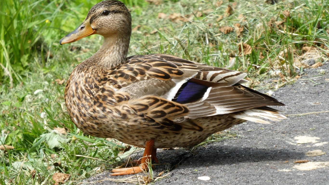 Большая дикая серая утка у травы