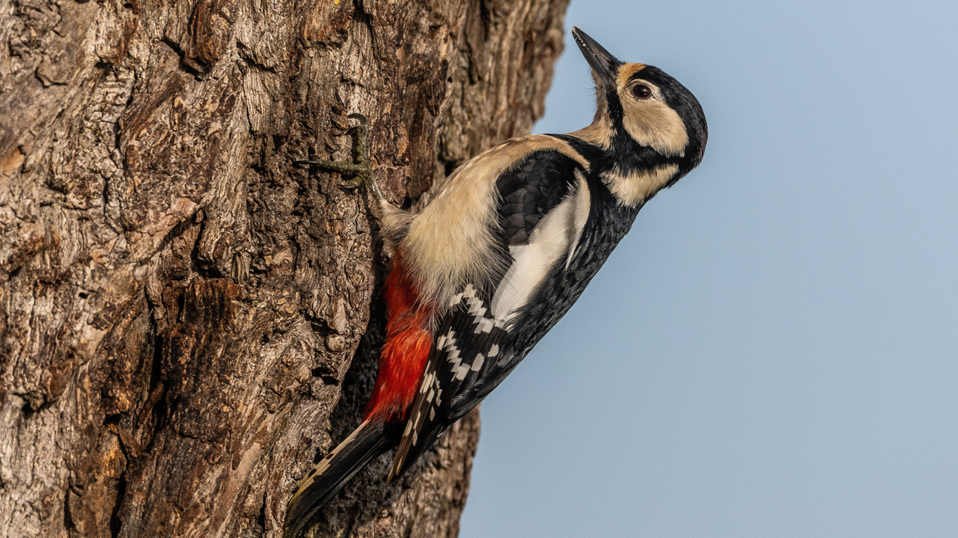 Большой дятел сидит на дереве