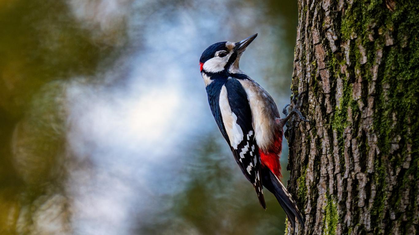 Большой дятел сидит на дереве