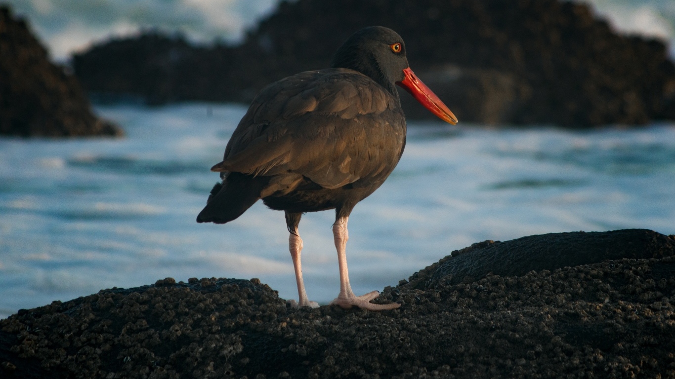 Птица черноватый кулик стоит у воды