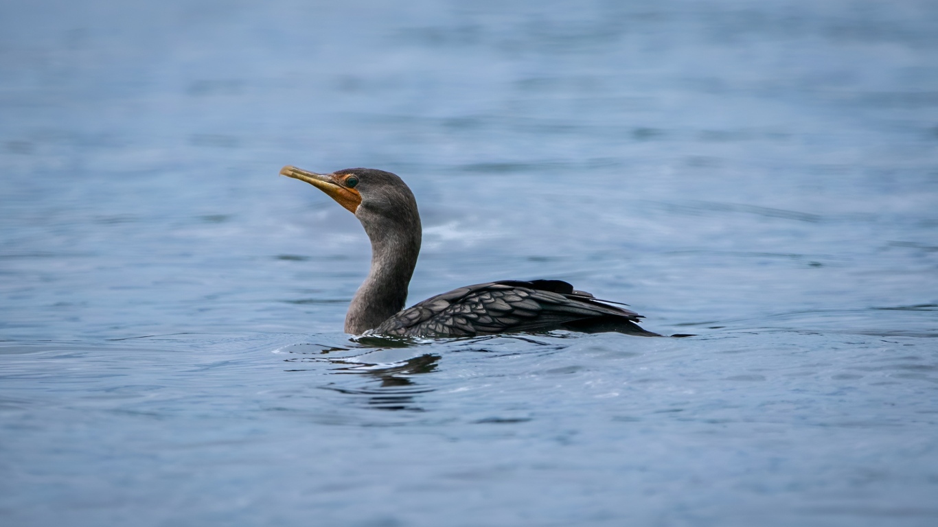 Черный баклан охотится в воде