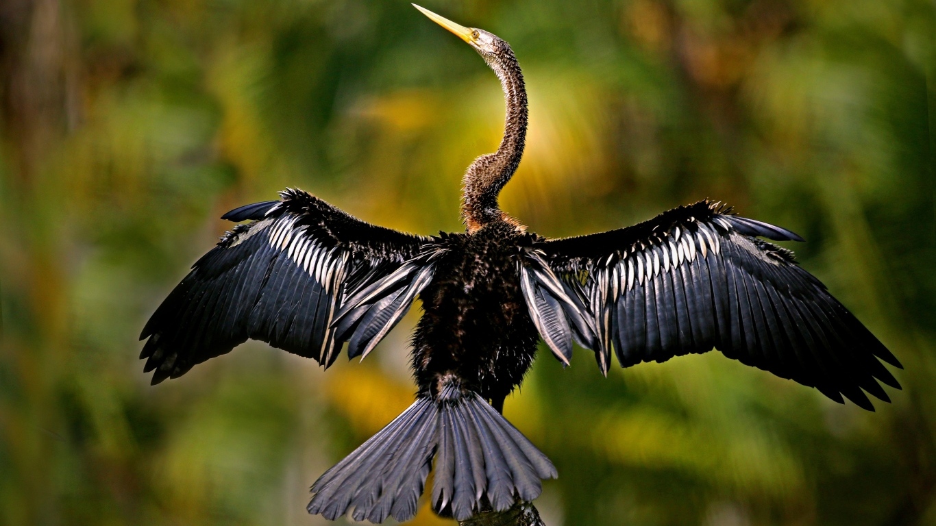 Черный баклан расправил крылья