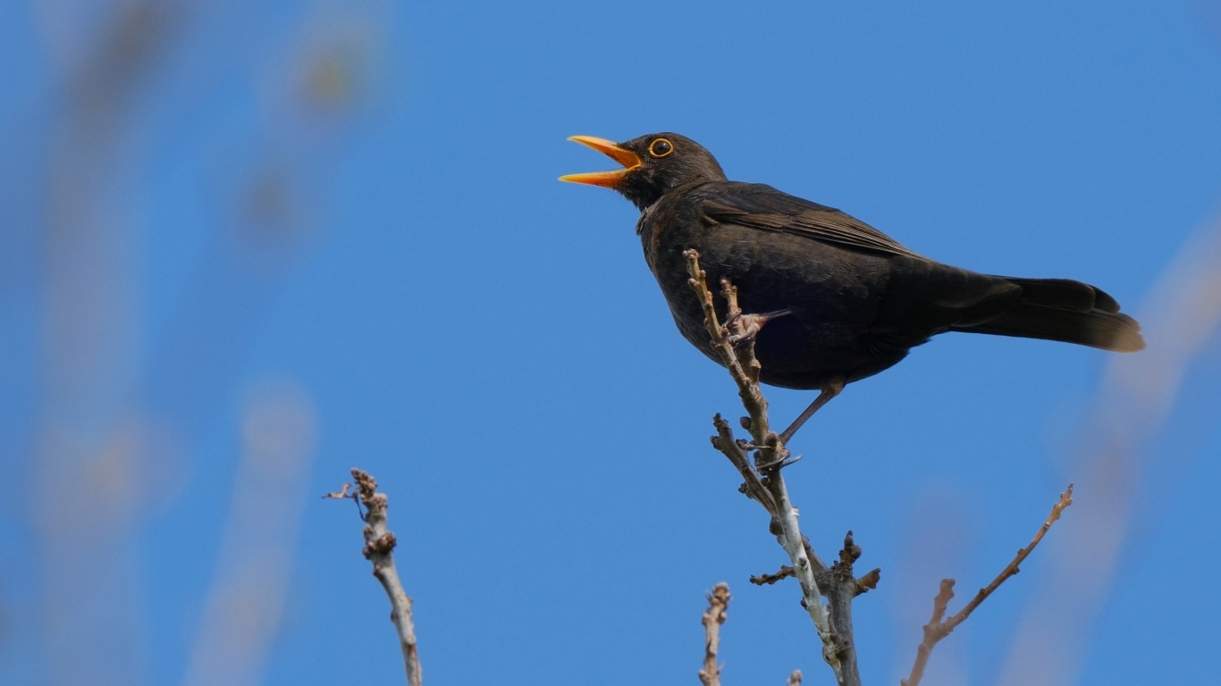 Черный дрозд поет на ветке дерева