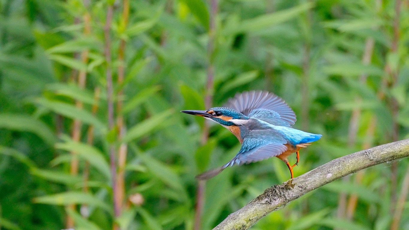 Голубая птица зимородок взлетает с ветки