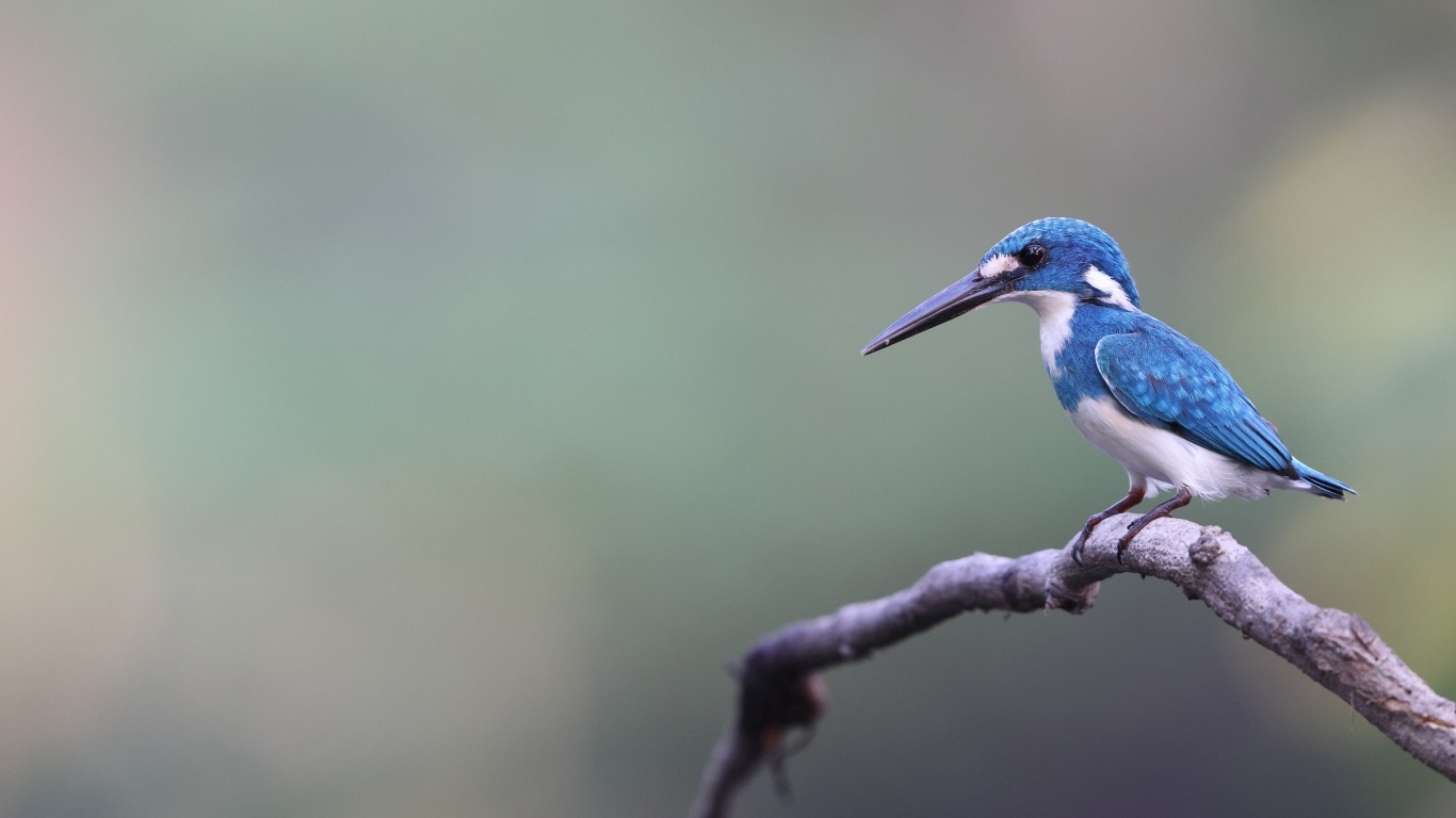 Голубая птица зимородок с острым клювом на ветке