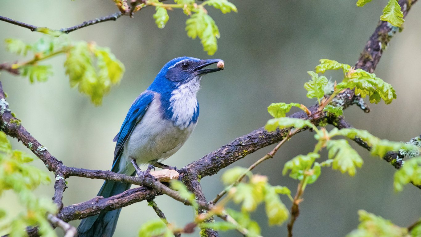 Голубая сойка сидит на ветке дерева