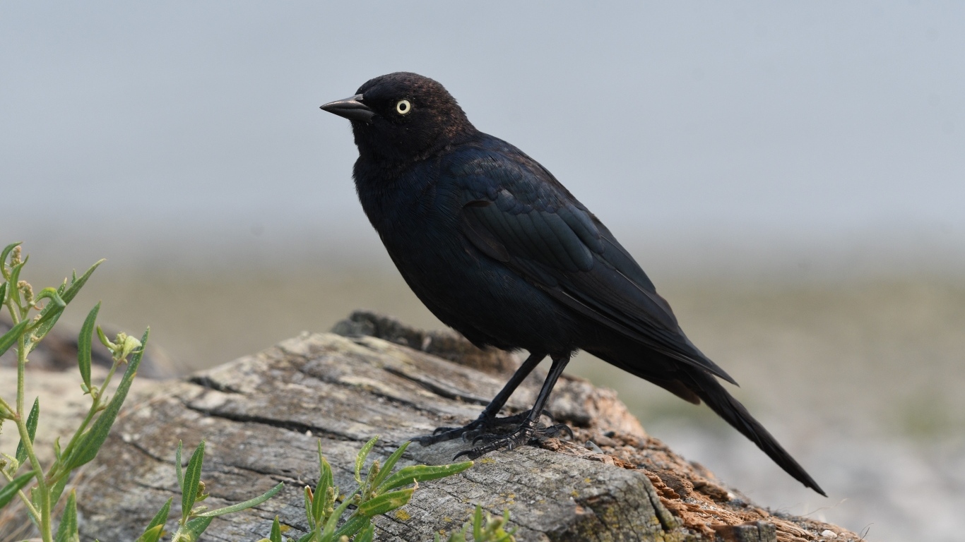 Блестящий малый трупиал