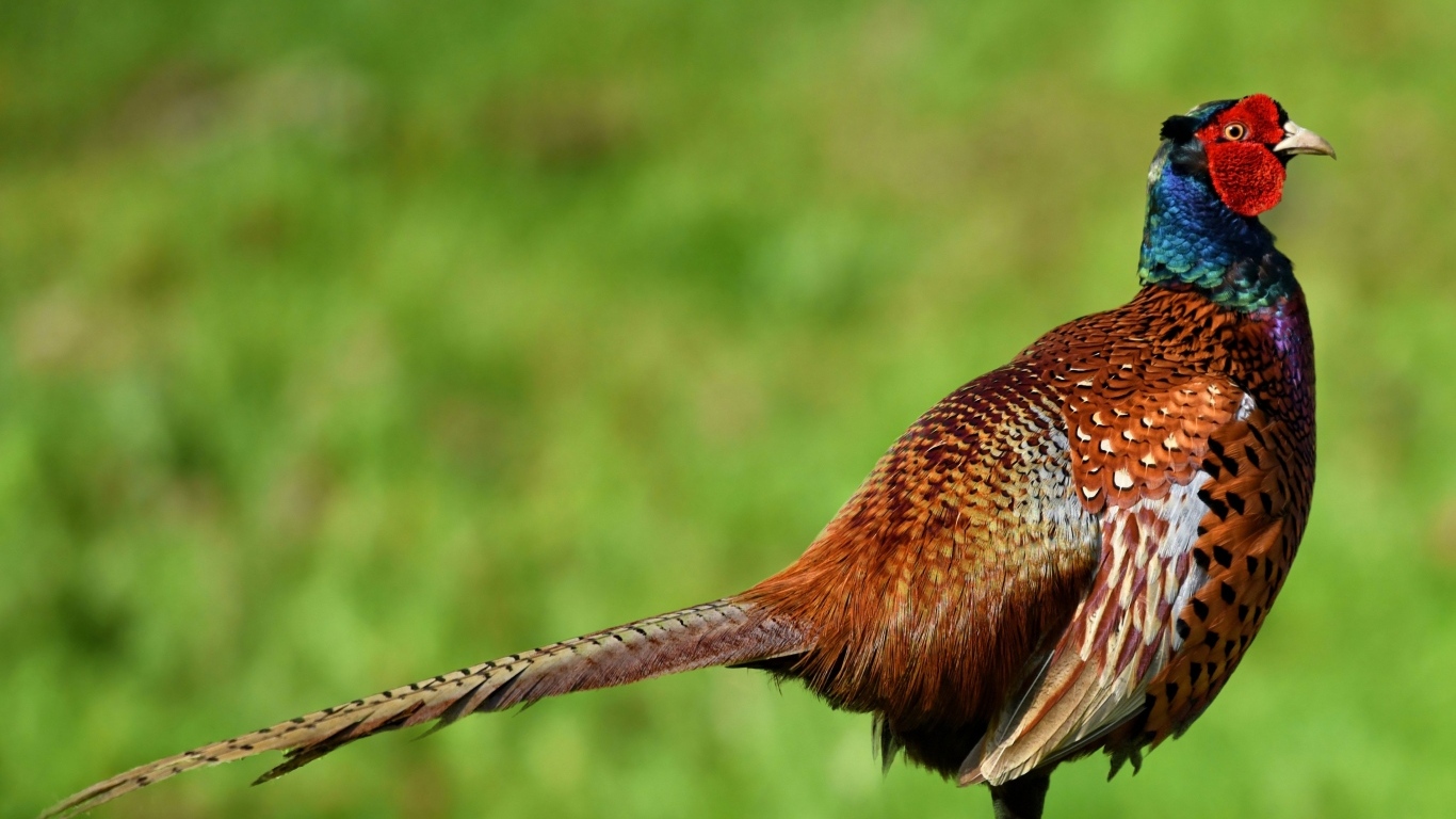 Коричневый фазан крупным планом