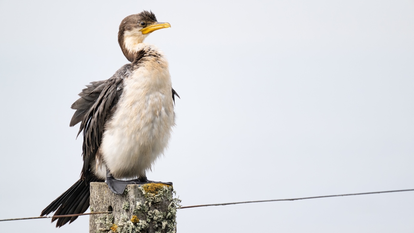 Баклан сидит на столбе у воды