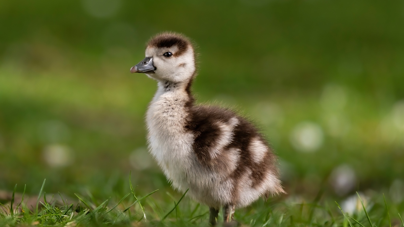 Утенок стоит в зеленой траве