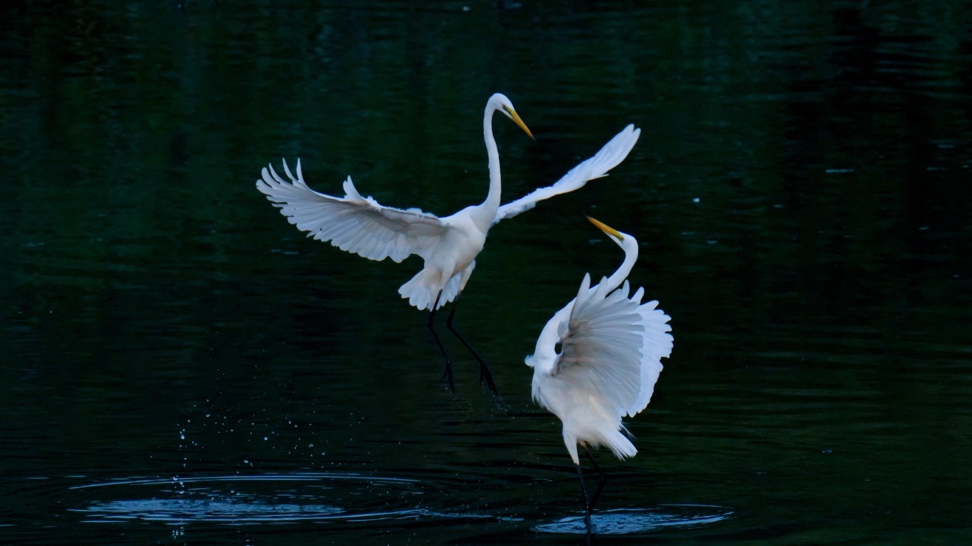 Влюбленные белые цапли в воде