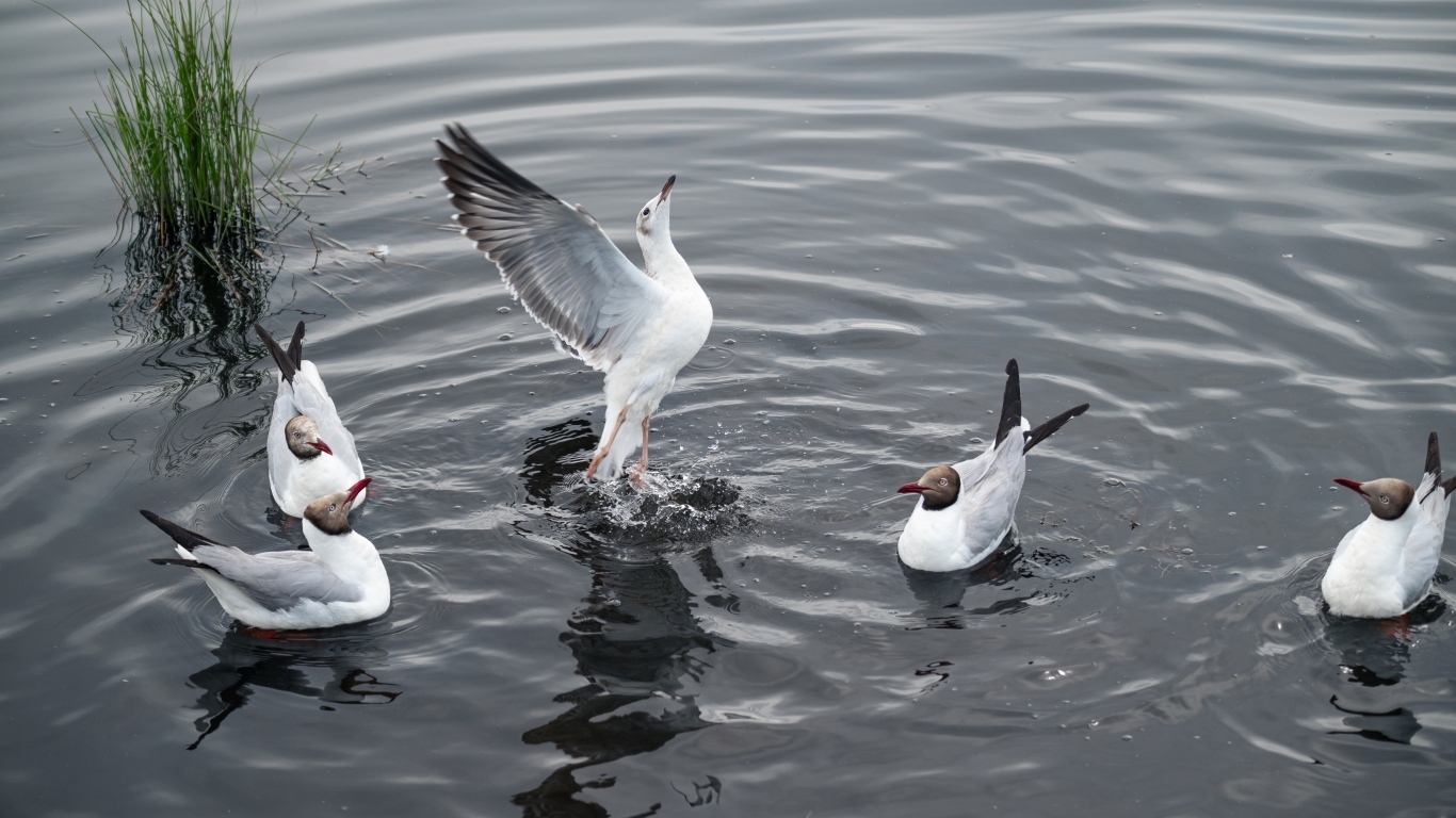 Пять чаек плавают в воде озера