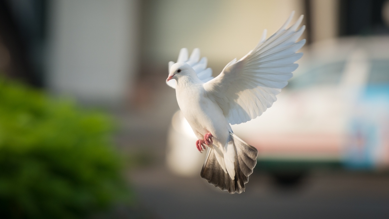 Полет красивого белого голубя