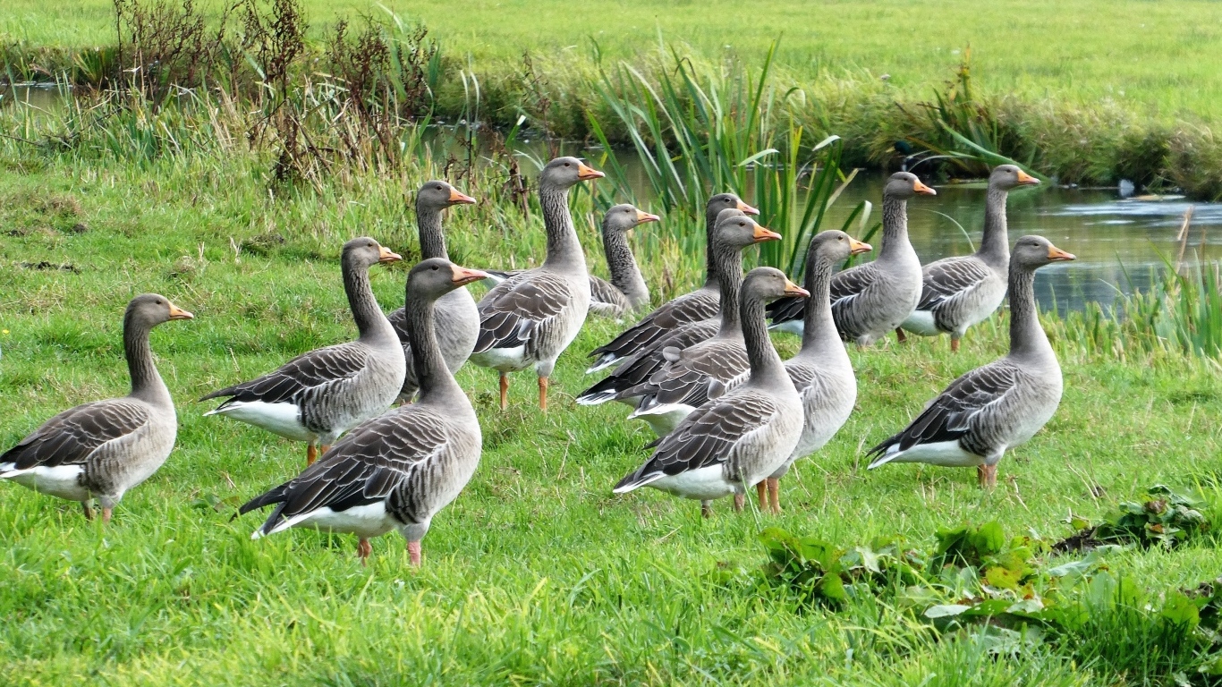 Стая серых гусей у воды
