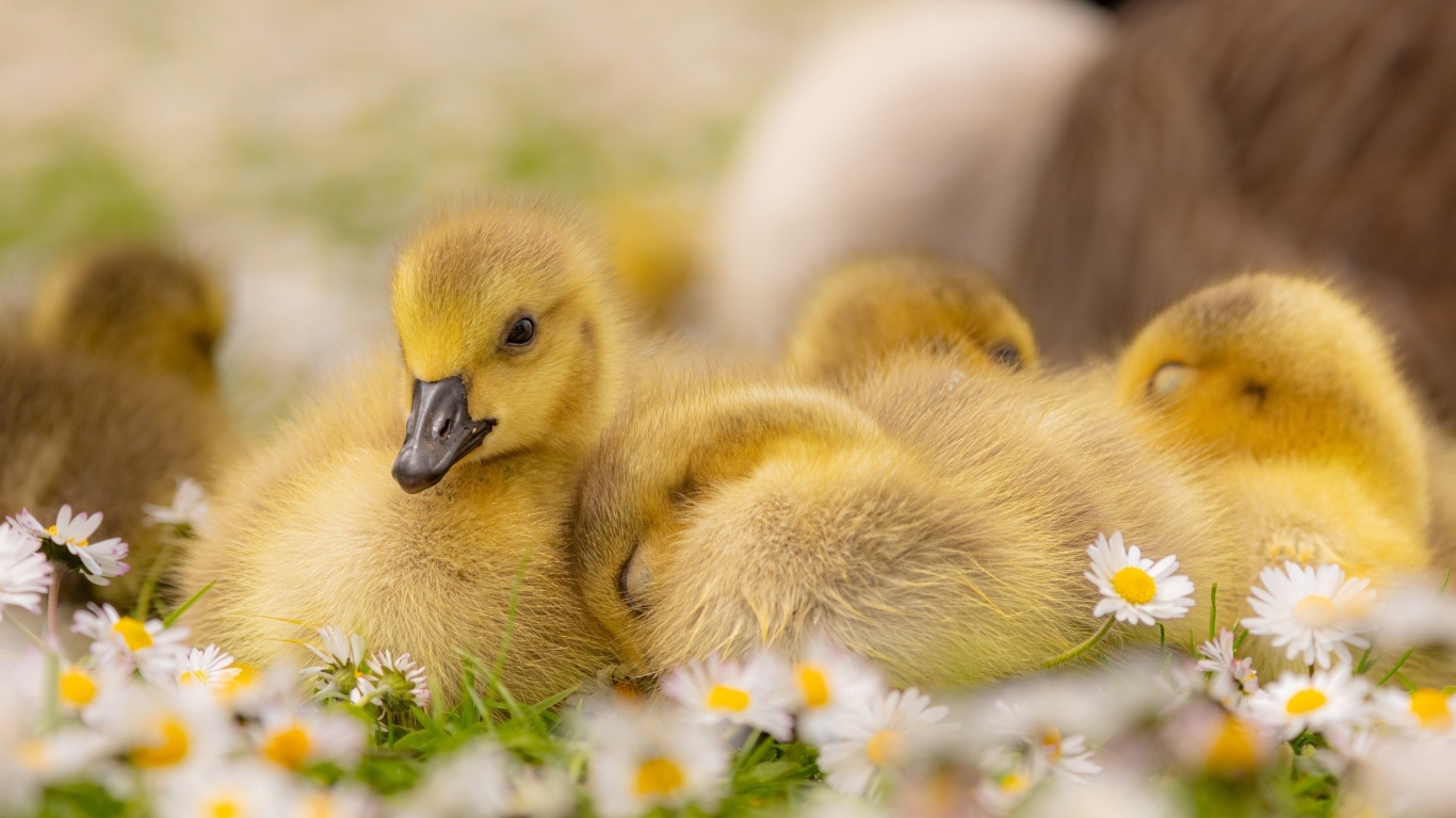 Гусята лежат на цветах маргаритки