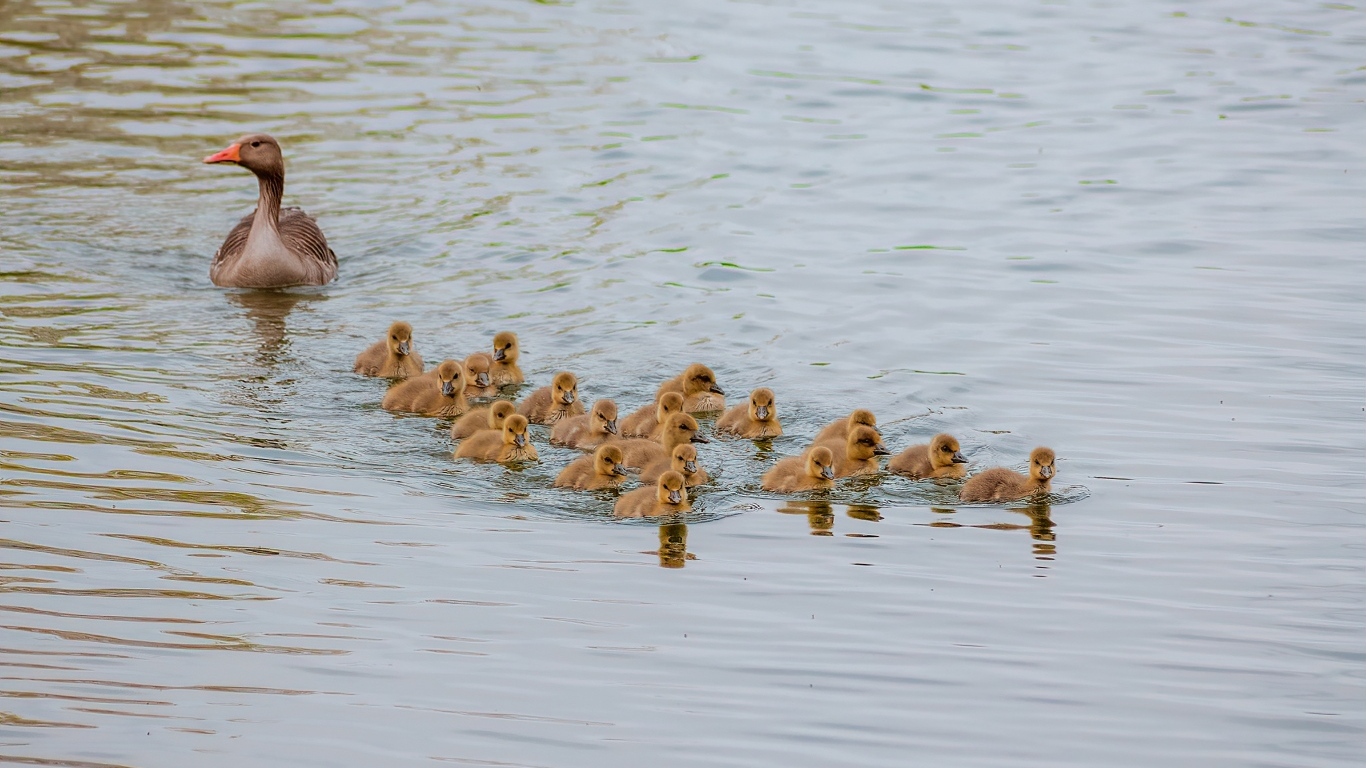Серый гусь с птенцами плывет по воде