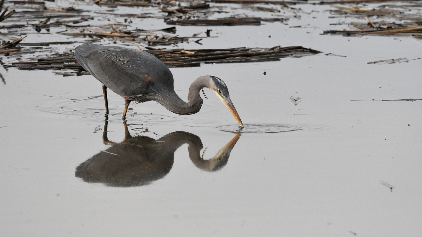 Серая цапля охотится в воде