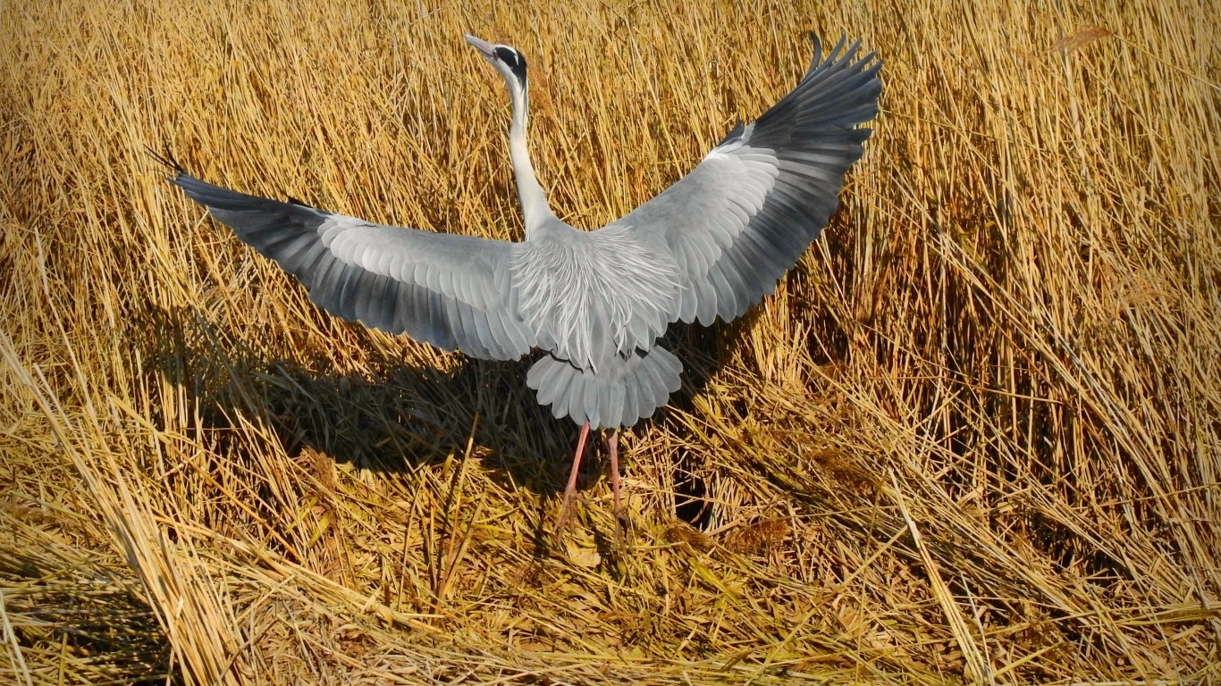 Серая цапля готовится взлететь 