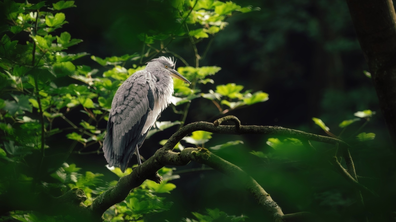 Серая цапля сидит на ветке дерева