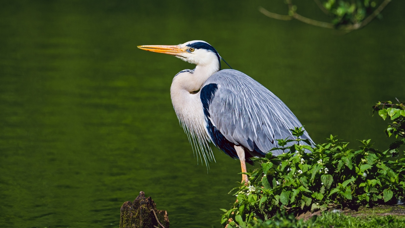 Серая цапля стоит у воды 