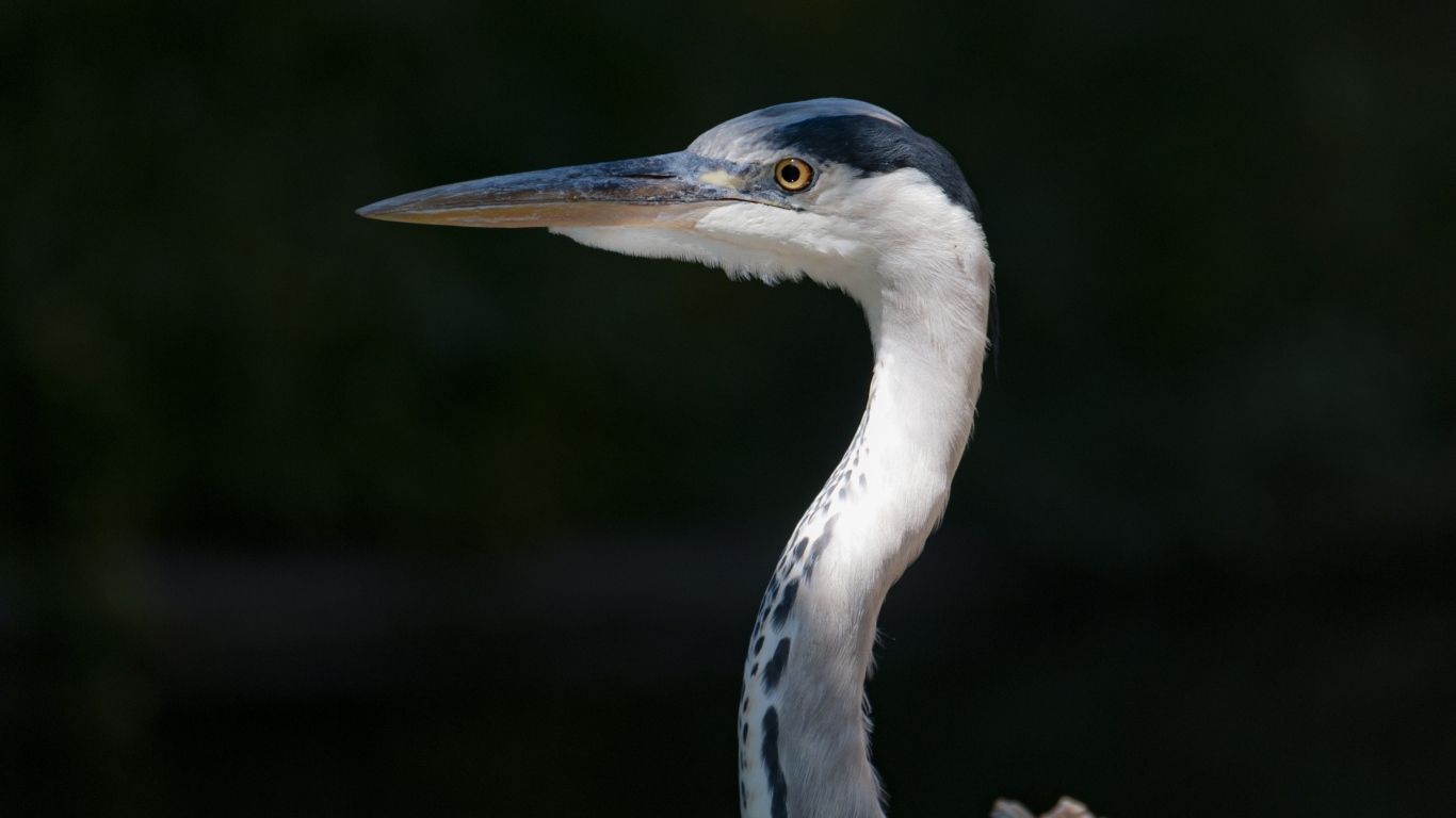Серая цапля с острым клювом крупным планом
