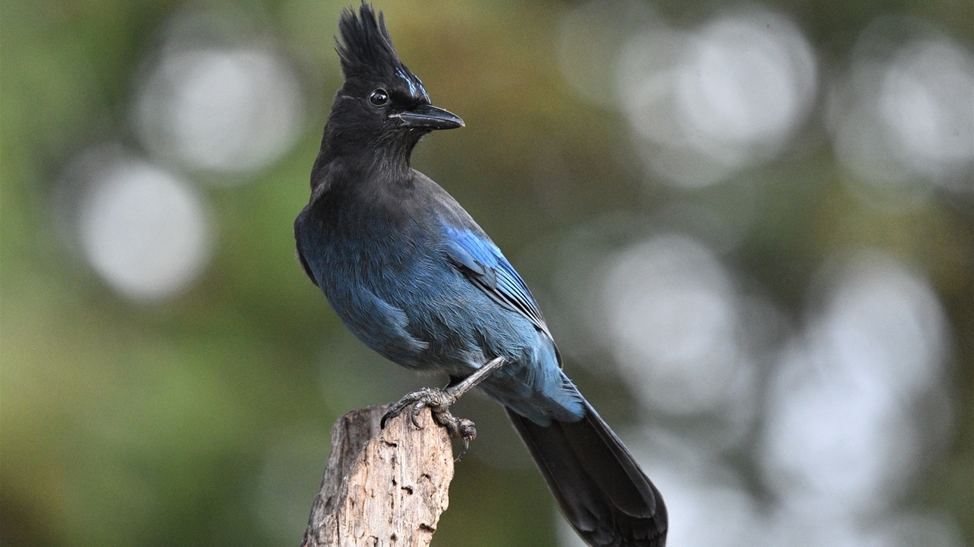 Большая стеллерова сойка крупным планом