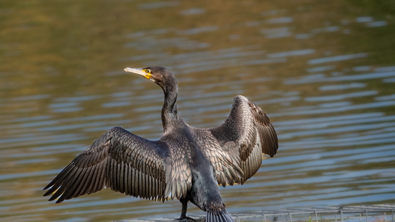 Большой баклан готовится ловить рыбу