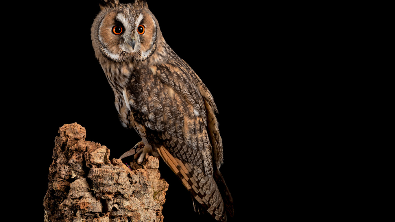 Большая сова на сухом дереве на черном фоне