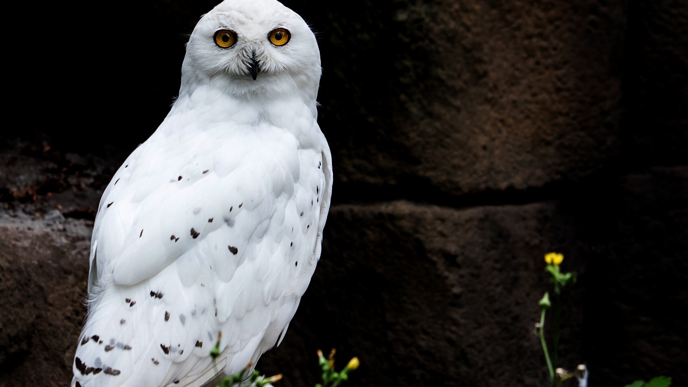 Большая  снежная сова сидит на камне