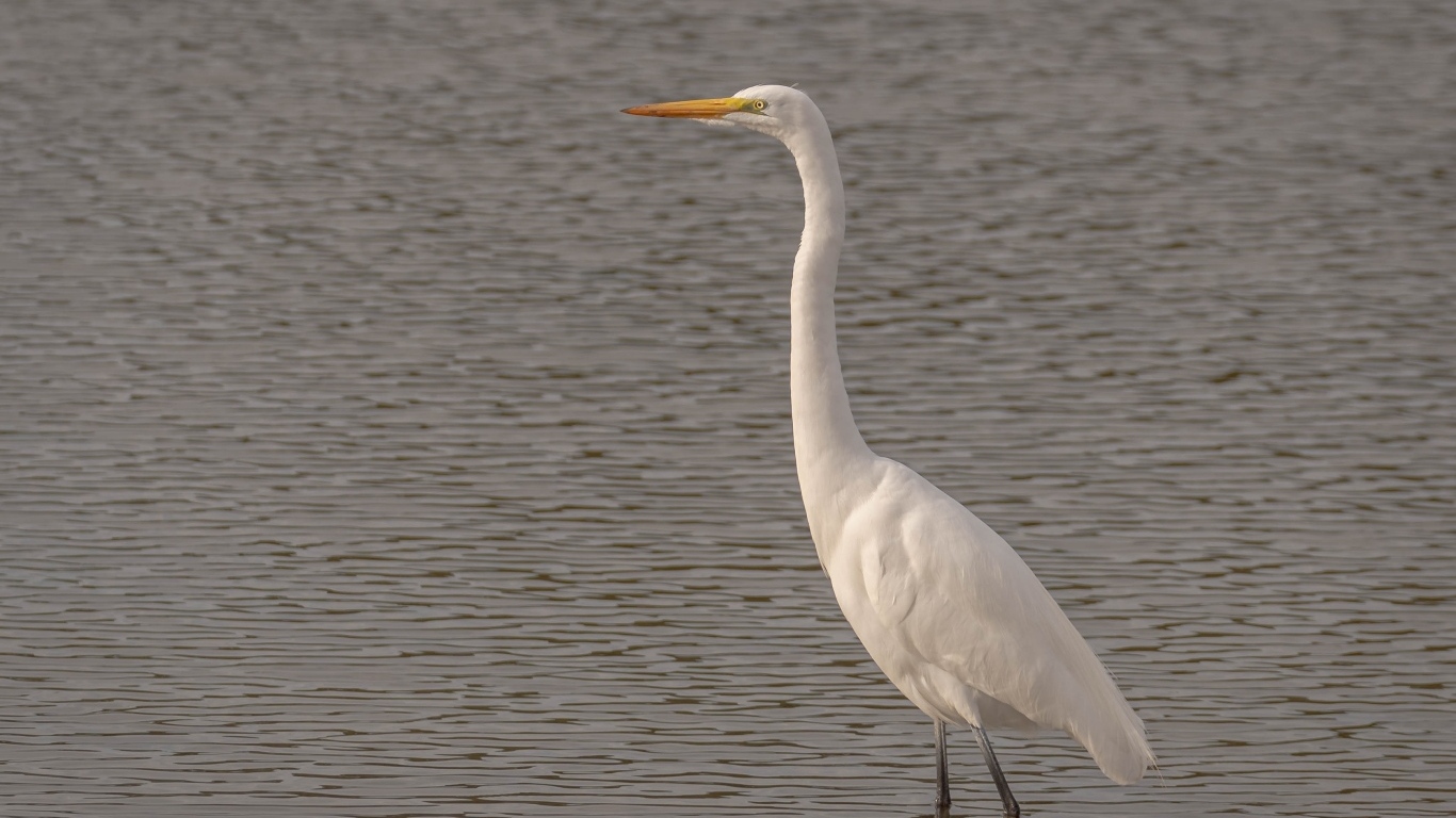 Большая белая цапля стоит в воде