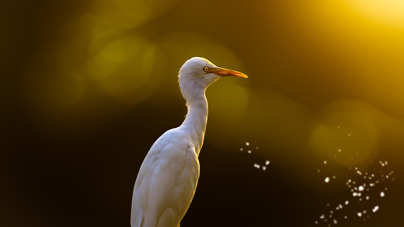 Большая белая цапля крупным планом